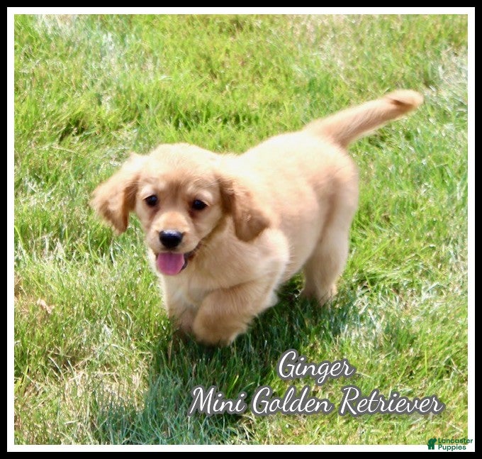 Miniature Golden Retriever dogs Ginger - Ad 1