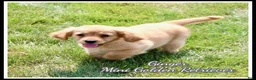 Miniature Golden Retriever dogs for sale: Ginger - Ad 1