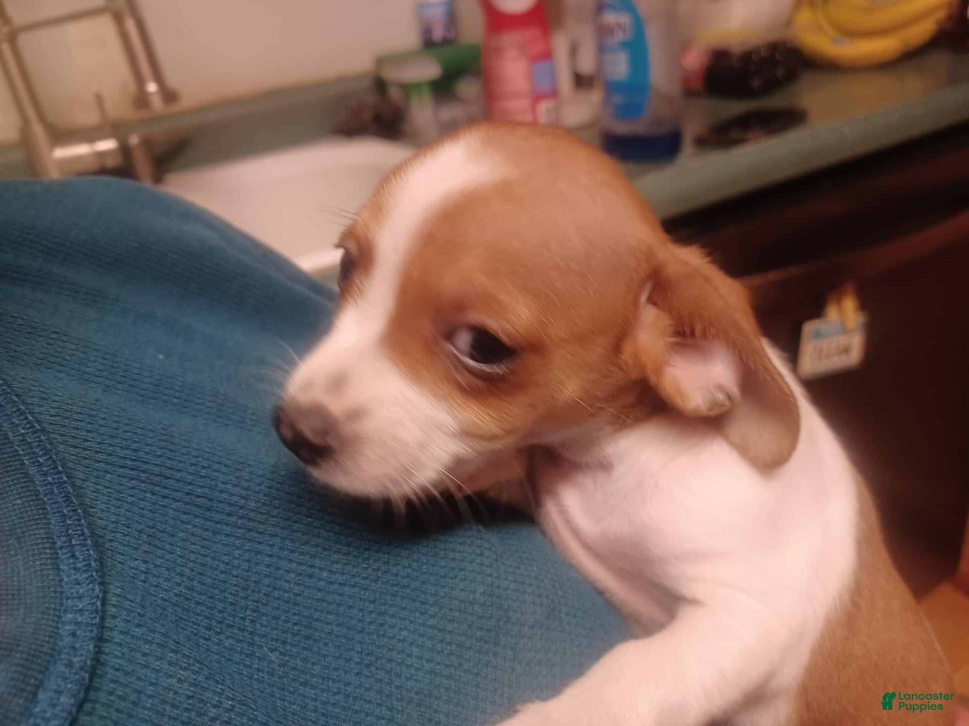 Mixed Breed dogs Mixed Breed 5 - Ad 42