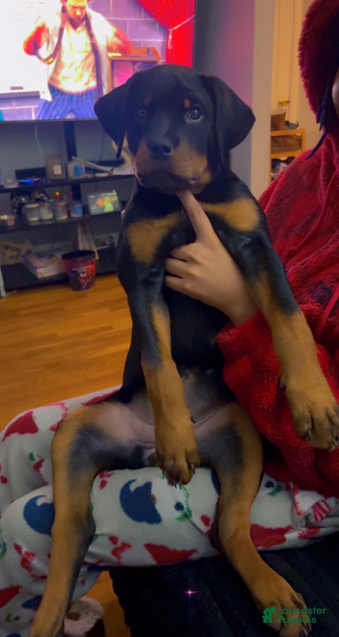 Rottweiler dogs Brooklyn  - Ad 2