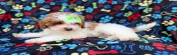 Miniature Poodle dogs for sale: Candy - Ad 2