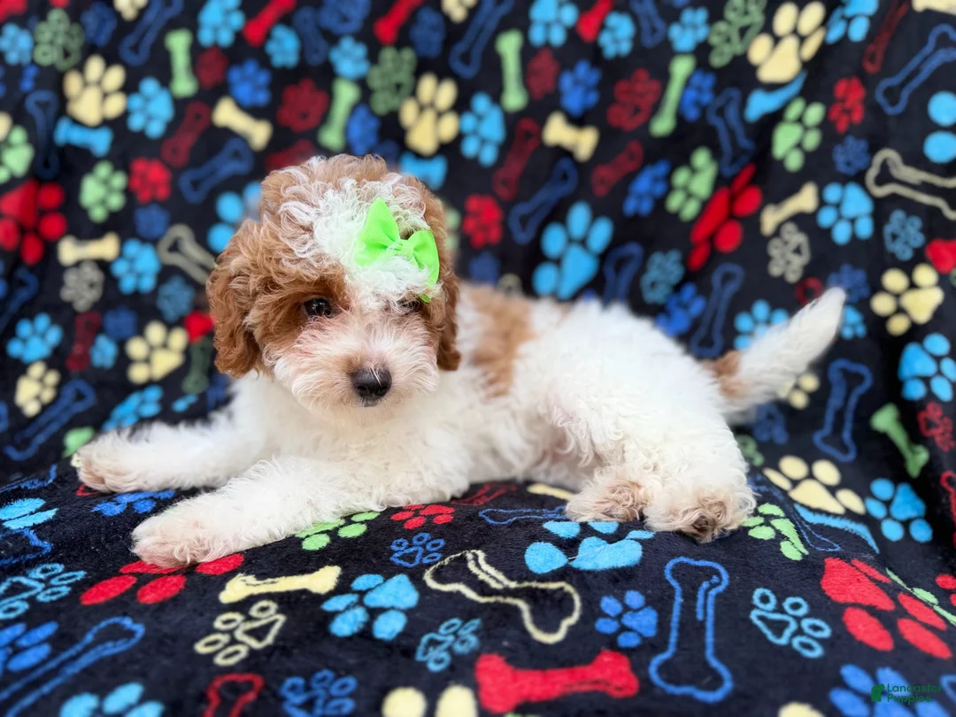Miniature Poodle dogs for sale: Candy - Ad 2