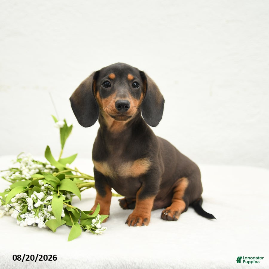 Miniature Dachshund dogs Charlie Ray - Ad 1