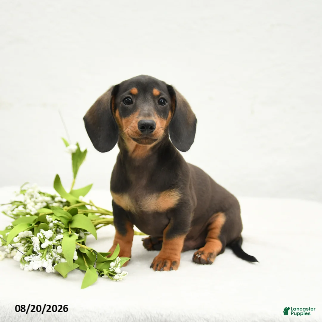 Miniature Dachshund dogs for sale: Charlie Ray - Ad 1