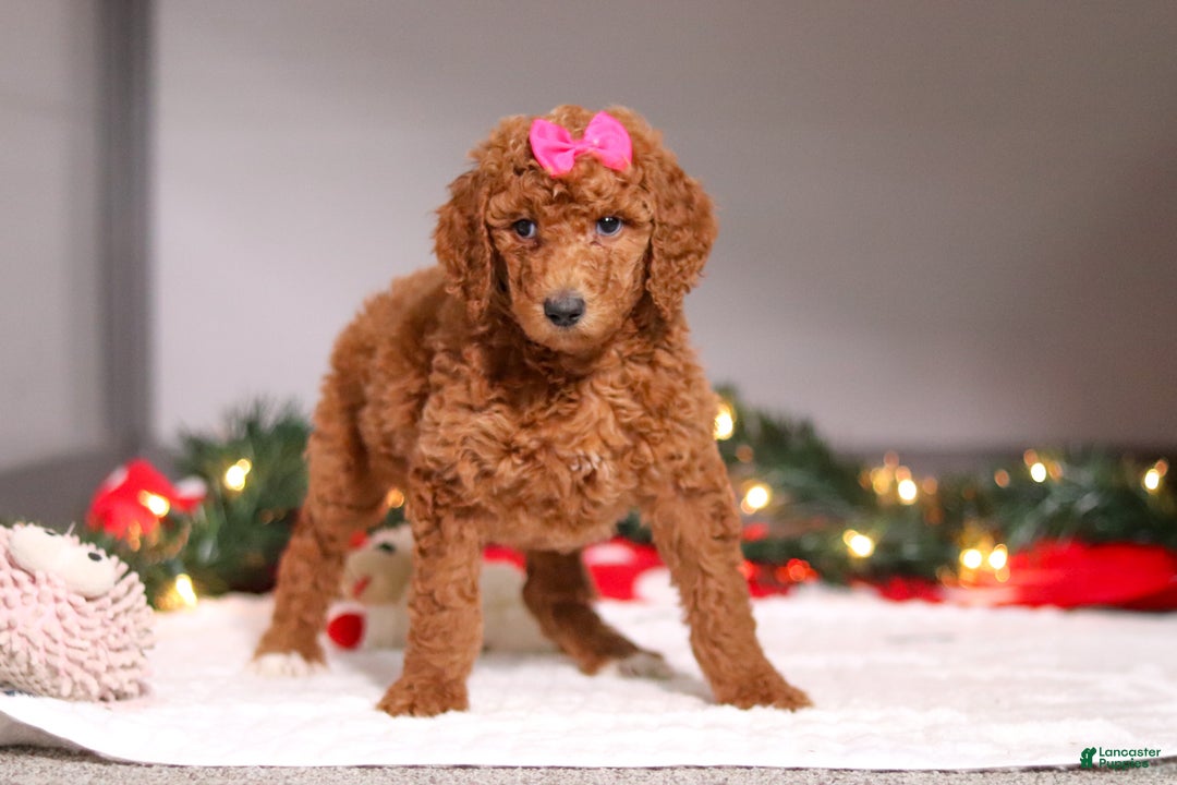 Standard Poodle dogs for sale: Lainey - Ad 5
