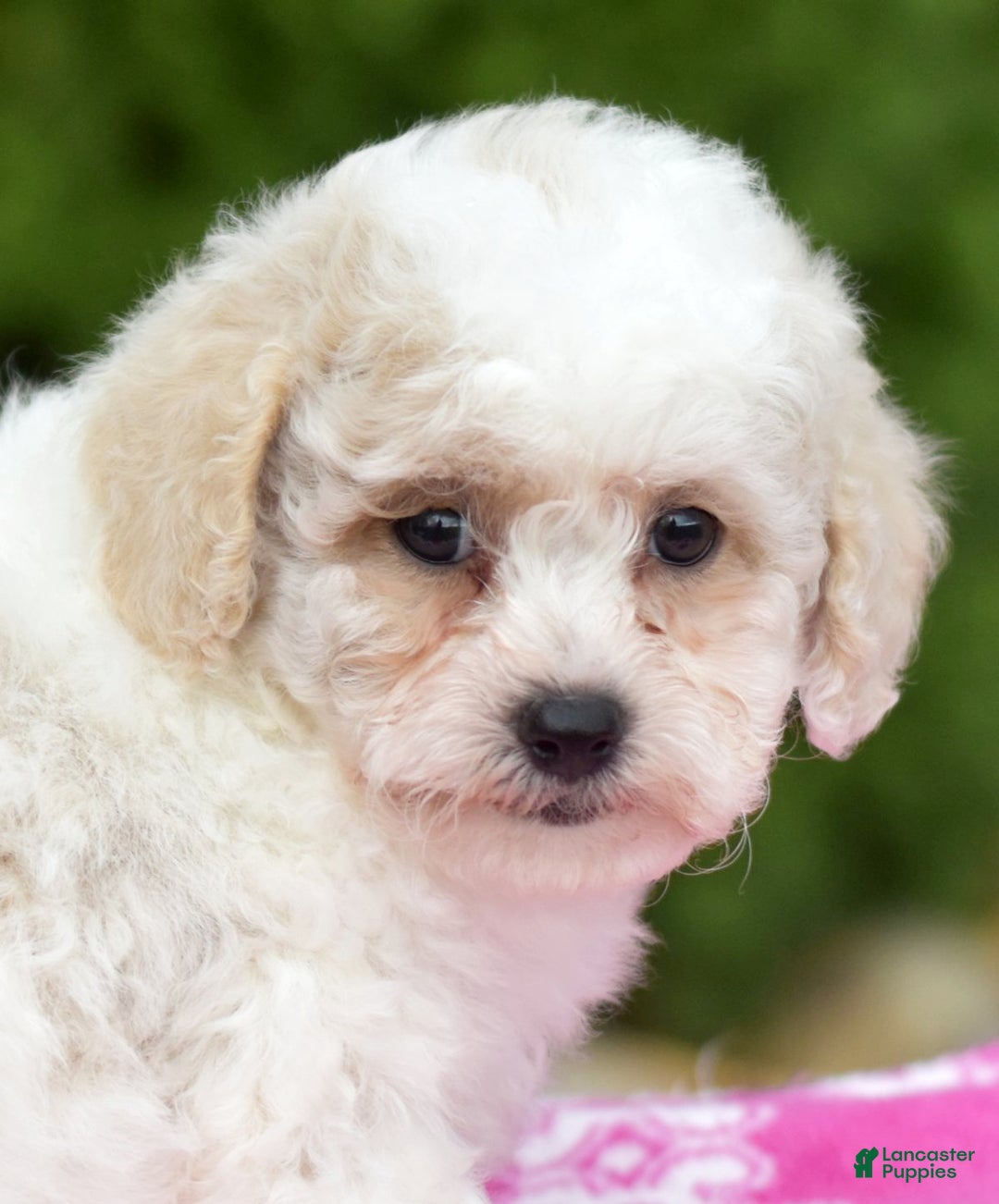 Bichpoo dogs for sale: Fisher - Ad 5