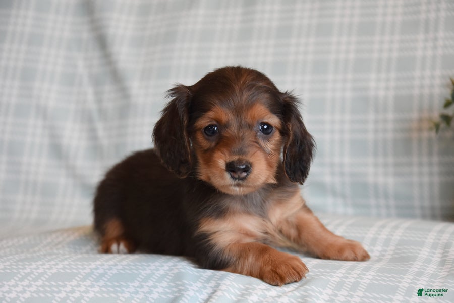 Miniature Dachshund dogs Blossom - Ad 2