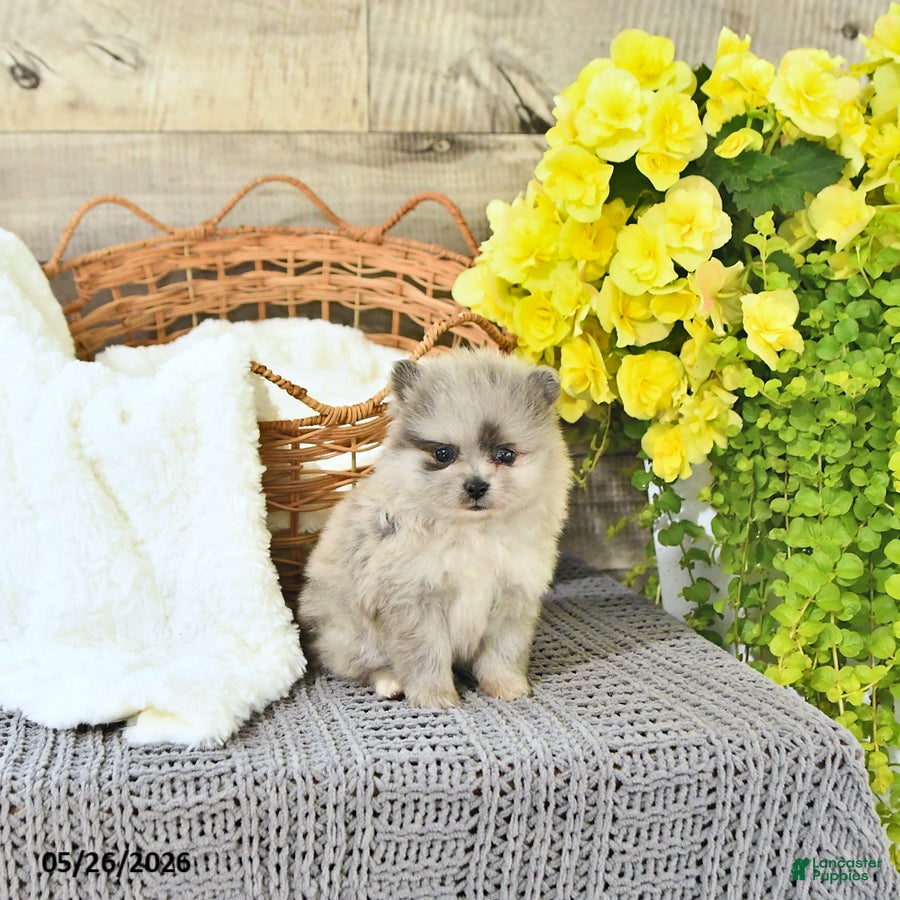 Pomeranian dogs Curtis - Ad 2