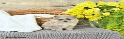 Pomeranian dogs for sale: Curtis - Ad 2