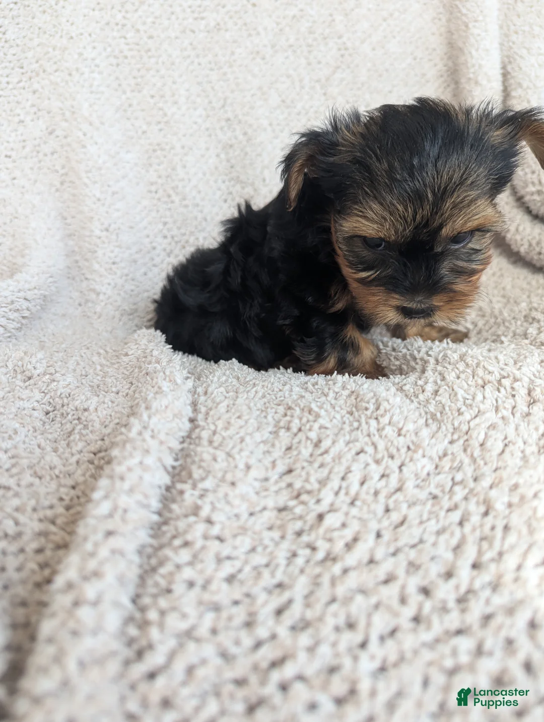 Yorkshire Terrier dogs for sale: Brittany  - Ad 9