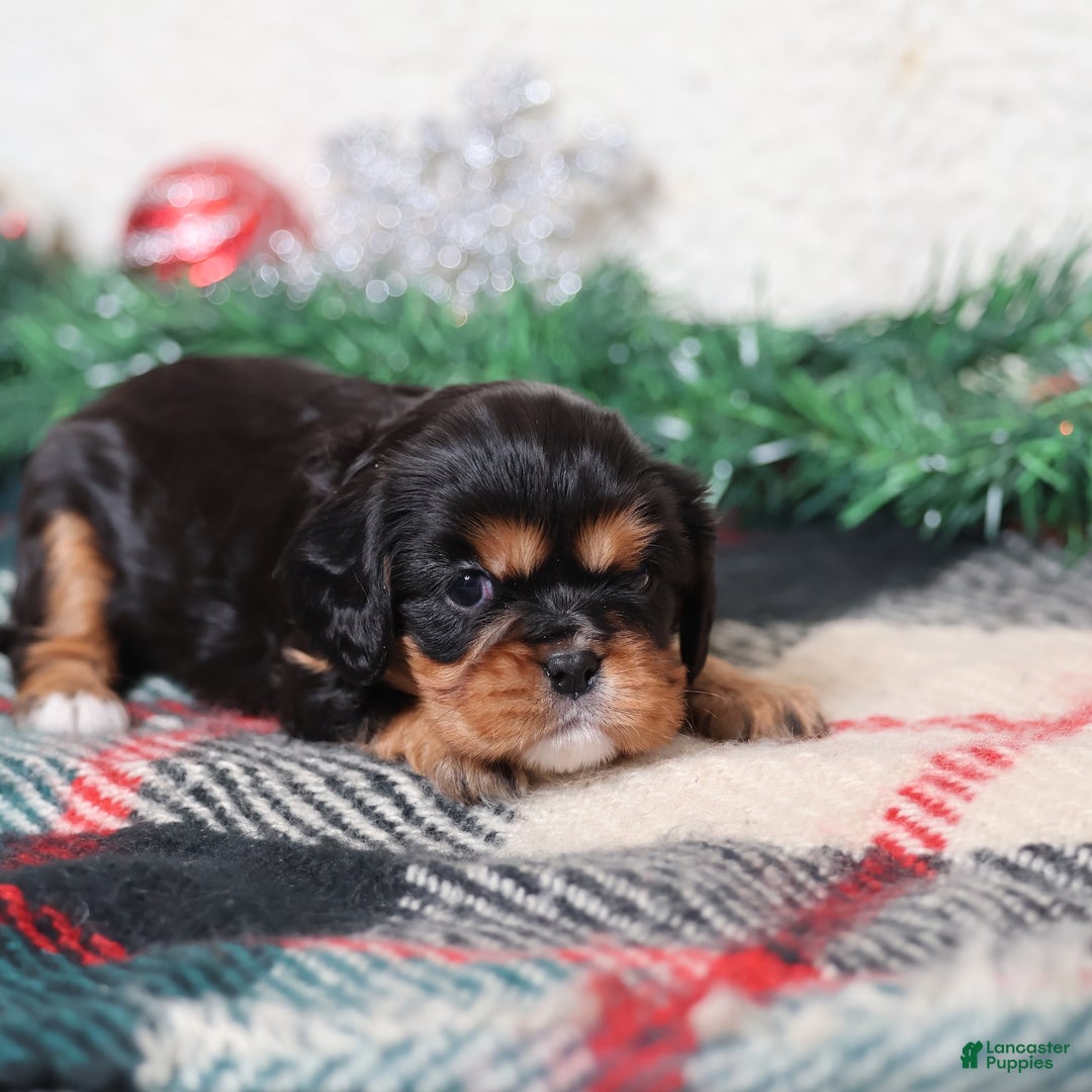 Cavalier King Charles Spaniel dogs for sale: Opal | Genetically Screened  - Ad 2