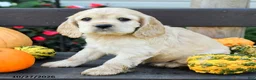 English Cocker Spaniel dogs for sale: Hazel - Ad 4