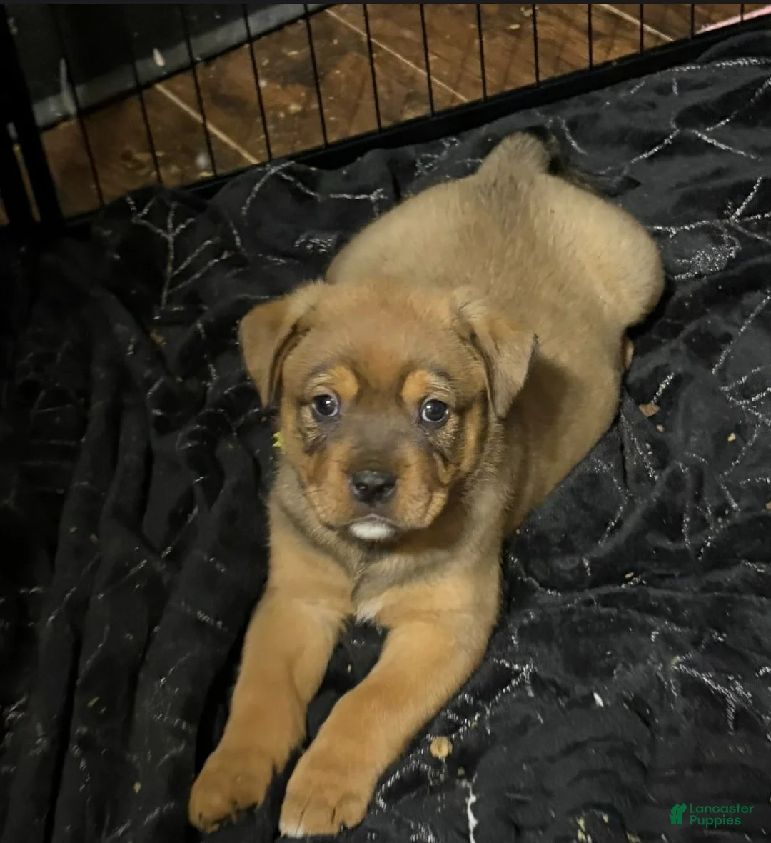 Mixed Breed dogs for sale: Tank - Ad 2