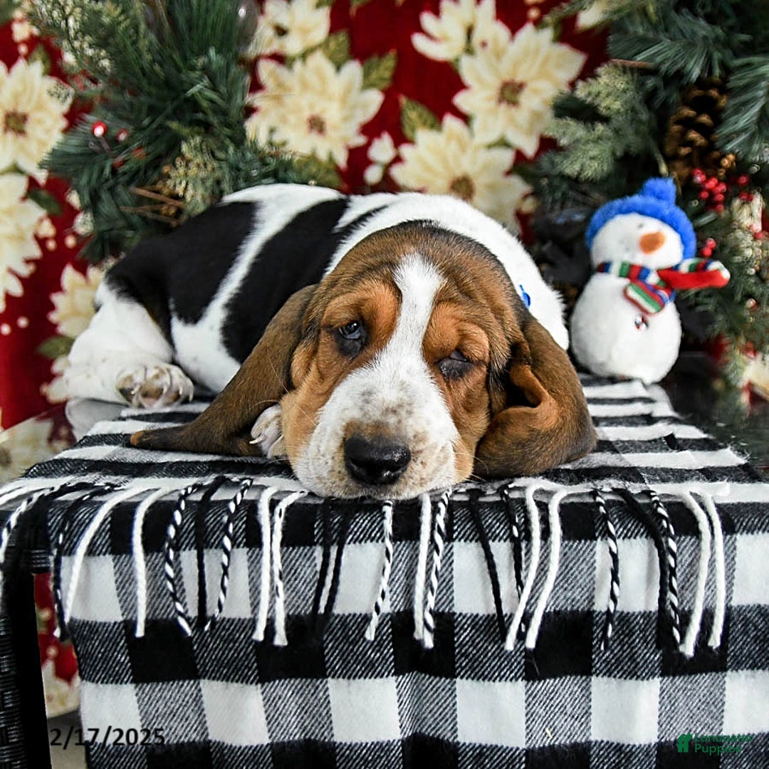 Basset Hound dogs for sale: Felix - Ad 2