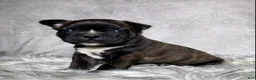 Mixed Breed dogs for sale: Mr Frankie  - Ad 8