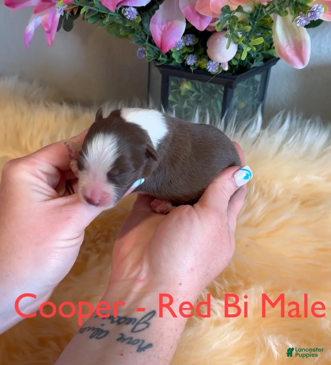 Australian Shepherd dogs for sale: Cooper red bi male - Ad 1