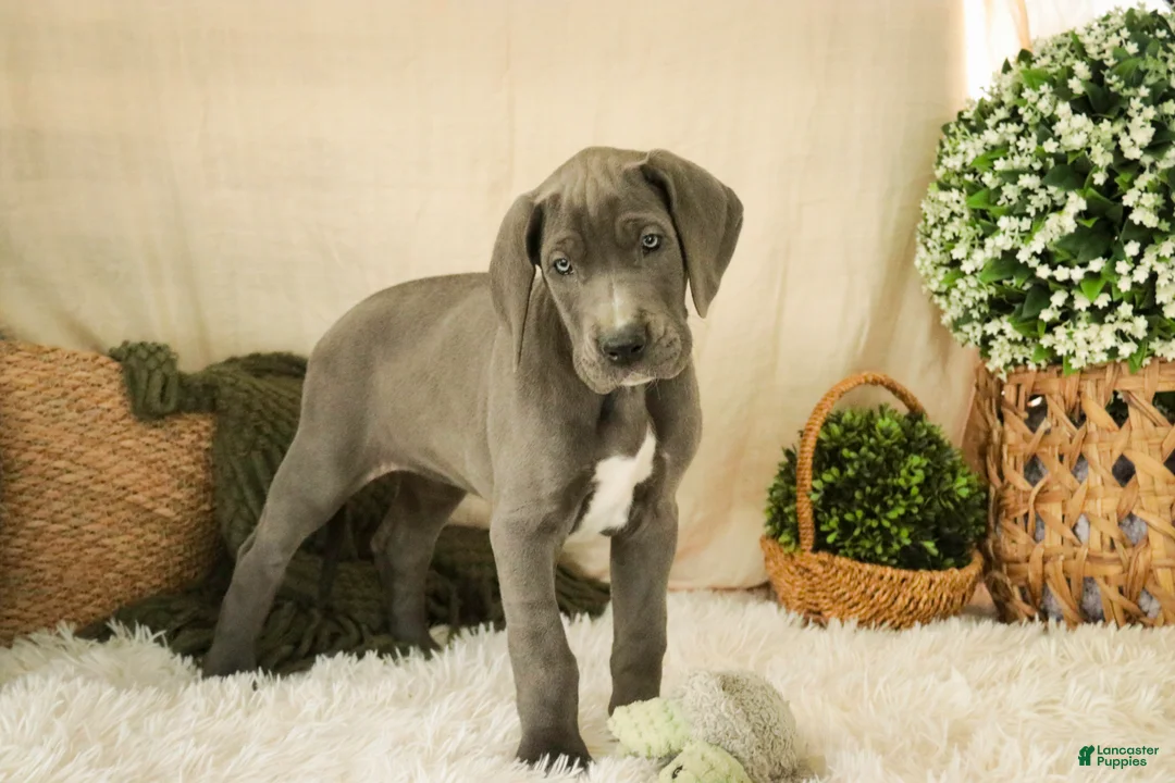 Great Dane dogs for sale: Clarabel - Ad 8
