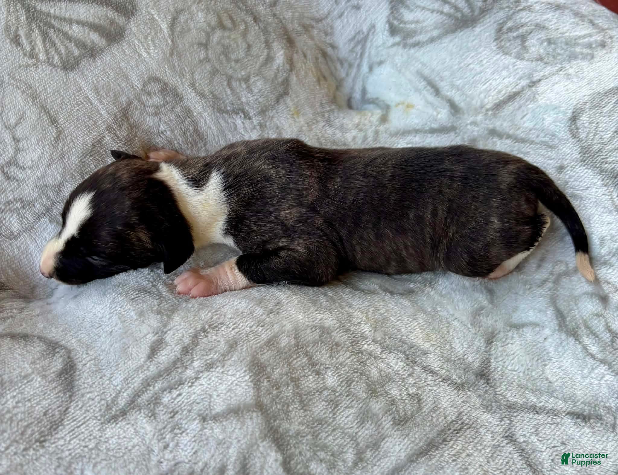 Whippet dogs Boy 4 - Ad 2