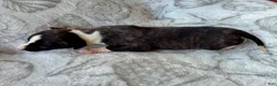 Whippet dogs for sale: Boy 4 - Ad 2