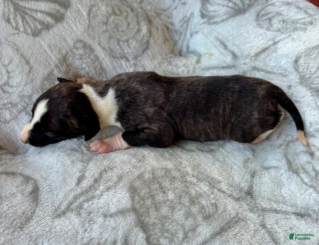 Whippet dogs for sale: Boy 4 - Ad 2