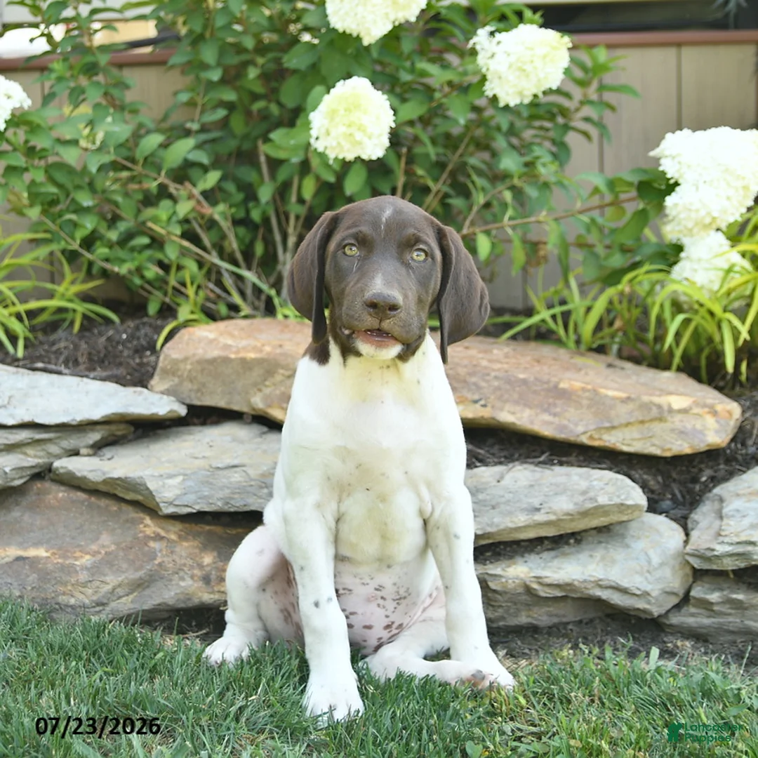 German Shorthaired Pointer dogs for sale: Jade  - Ad 1
