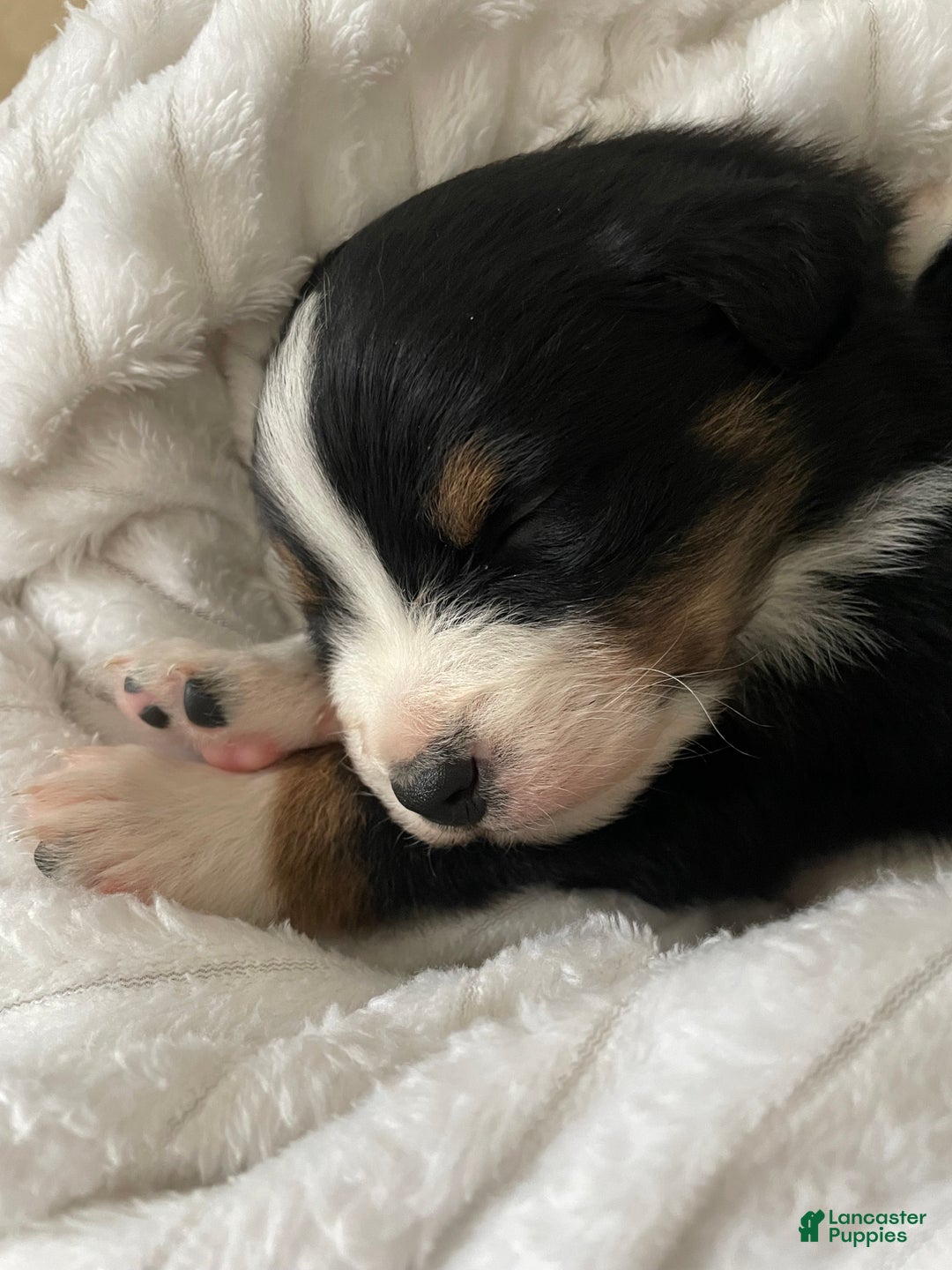 Australian Shepherd dogs for sale: Hero - Ad 4