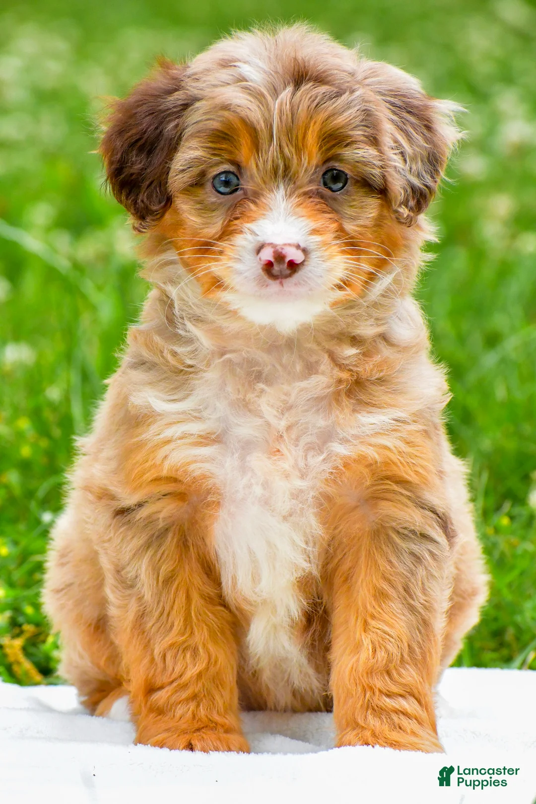 Mini Aussiedoodle dogs for sale: Goldie - Ad 2