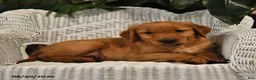 Golden Retriever dogs for sale: Bill - Ad 3