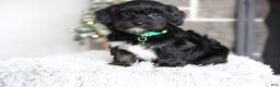 Yorkiepoo dogs for sale: Winston - Ad 6