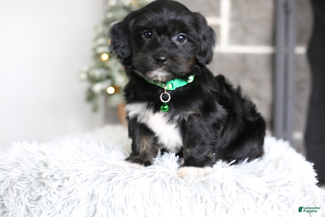Yorkiepoo dogs for sale: Winston - Ad 6