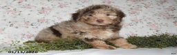 Mini Aussiedoodle dogs for sale: Arno - Ad 5