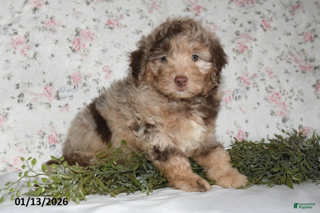 Mini Aussiedoodle dogs for sale: Arno - Ad 5