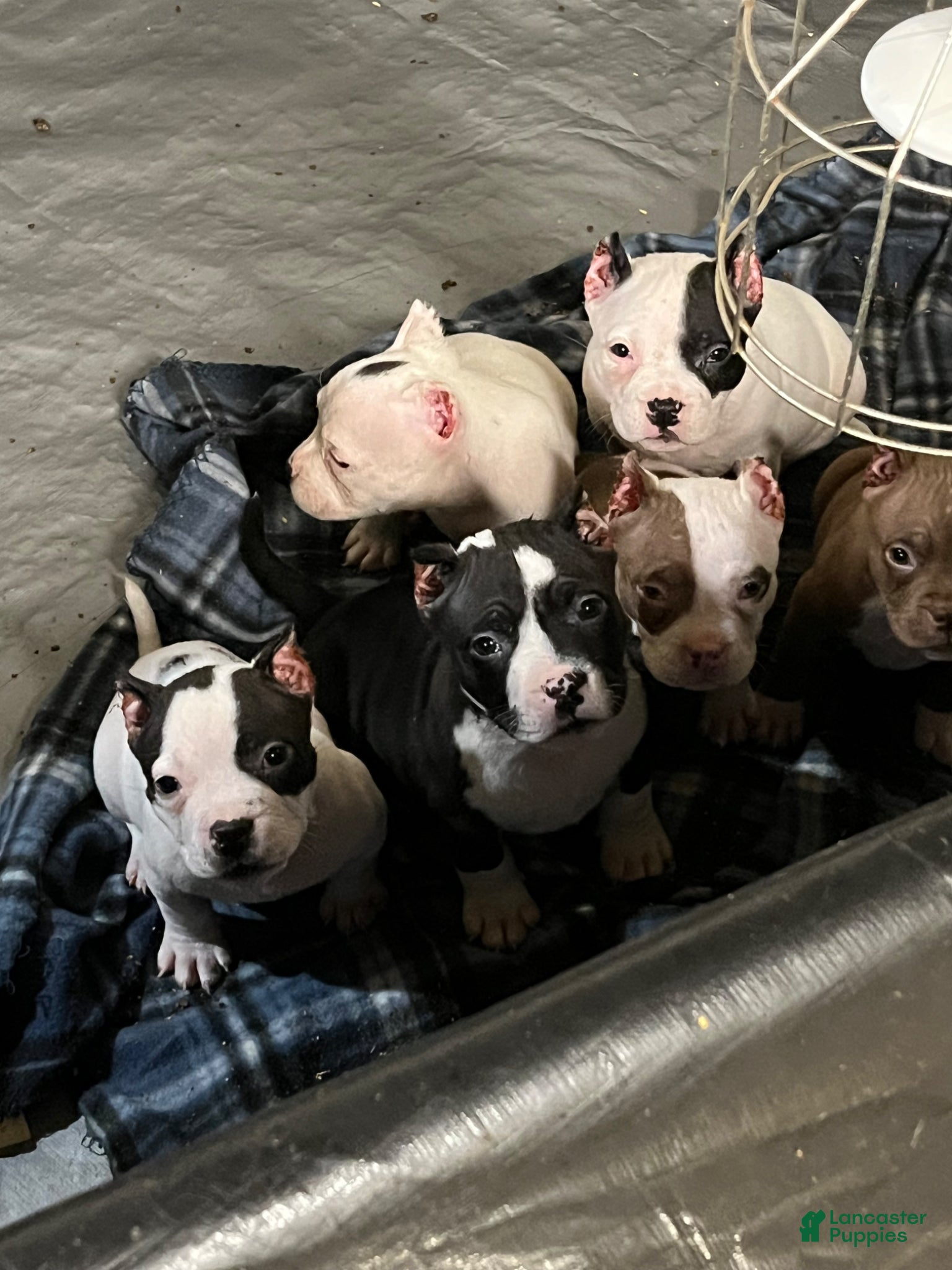American Bully dogs American Bully Puppy 1 - Ad 2