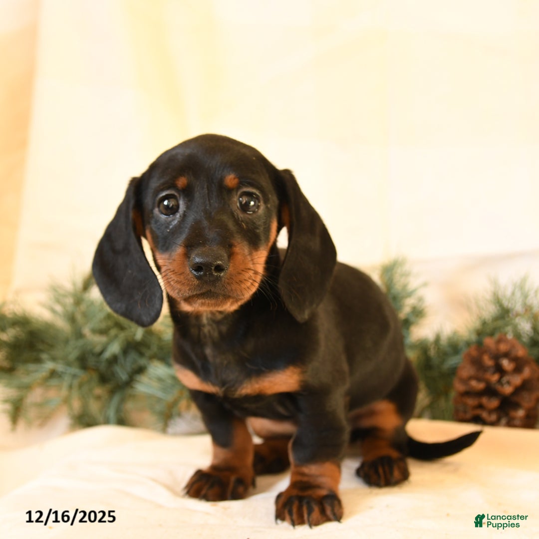 Miniature Dachshund dogs for sale: Callie - Ad 3