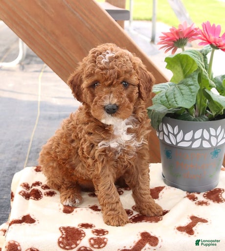 Gallery Image {{count}}