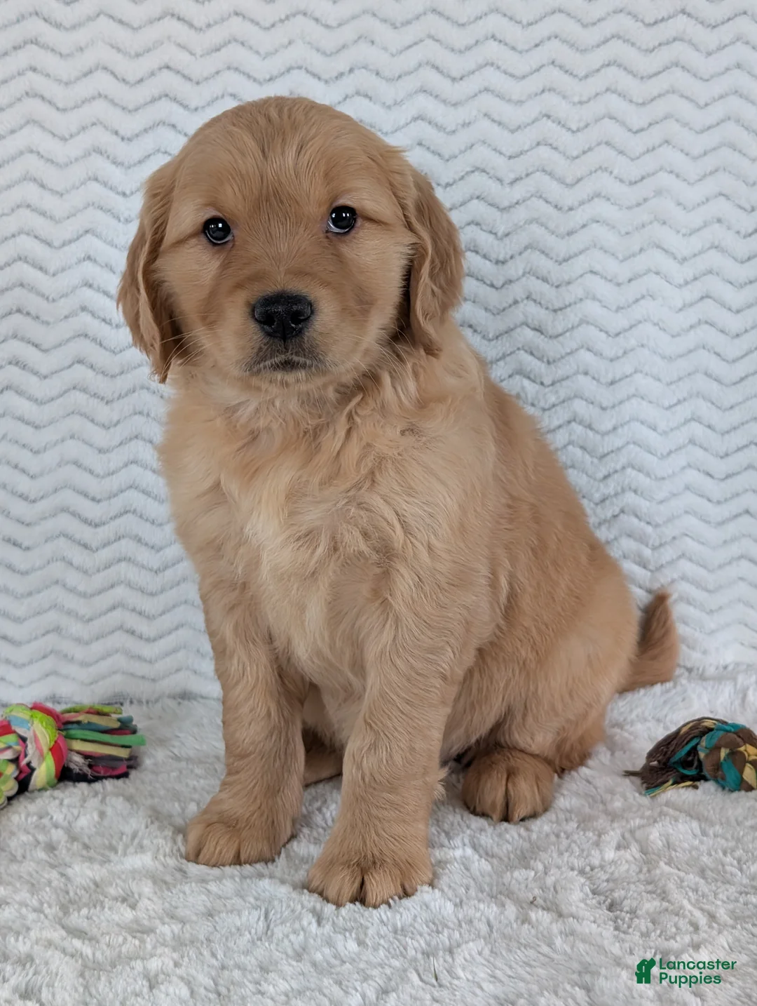 Golden Retriever dogs for sale: Miss Daisy  - Ad 11