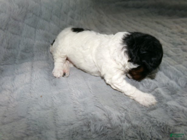 Miniature Poodle dogs Miniature Poodle Puppy 3 - Ad 16