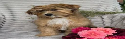 Shihpoo dogs for sale: Mayson - Ad 10