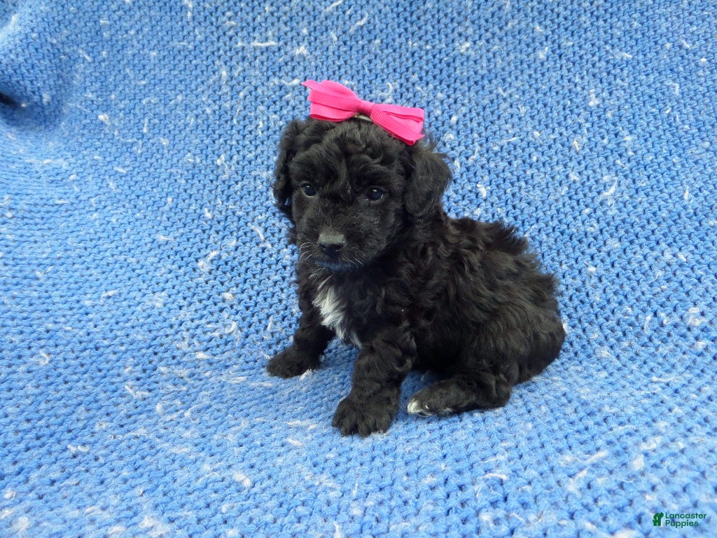 Morkie dogs Mabel  - Ad 8
