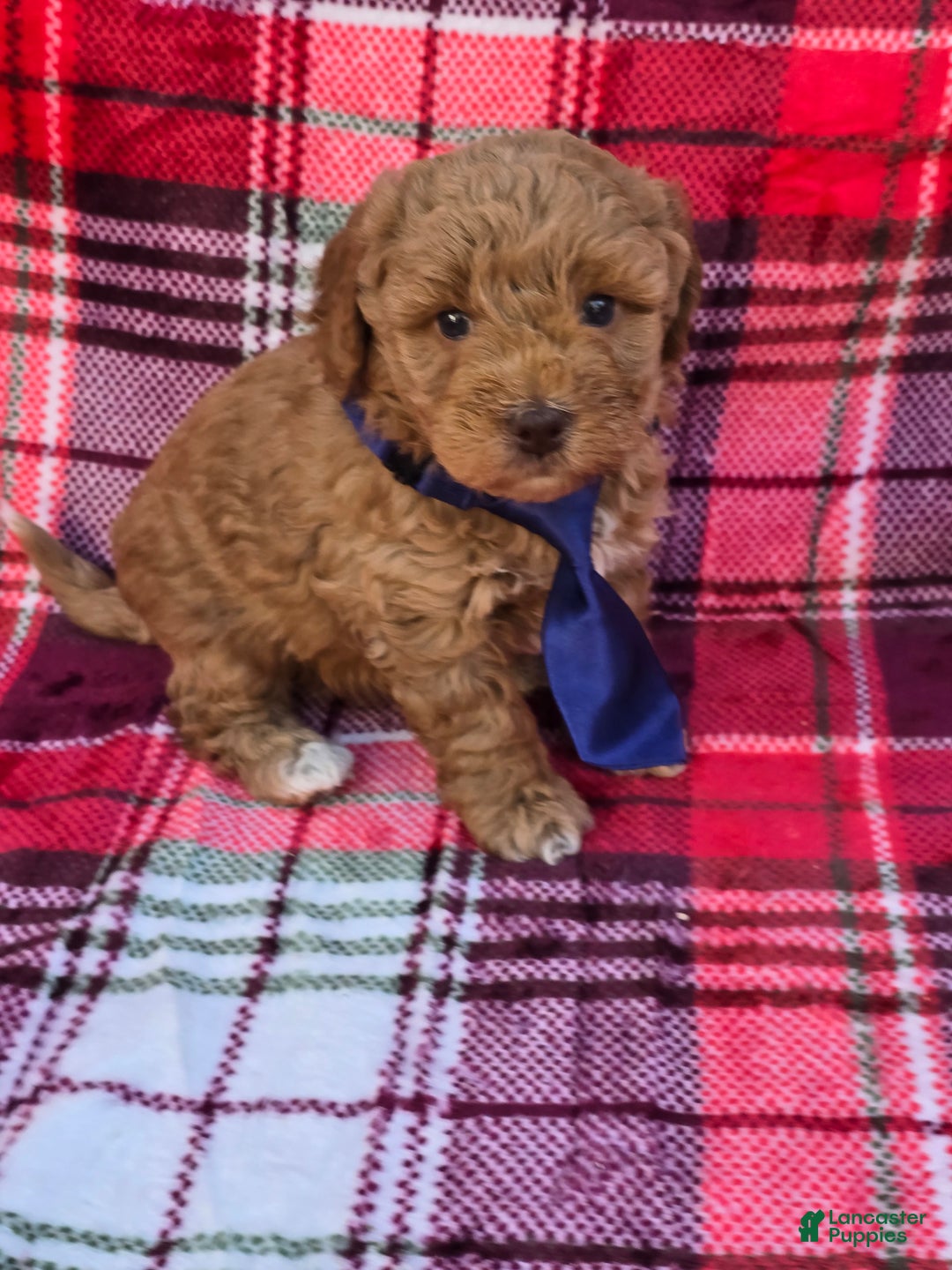 Mini Goldendoodle dogs for sale: Garland - Ad 1