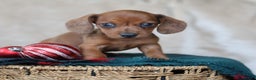 Miniature Dachshund dogs for sale: Sterling - Ad 6