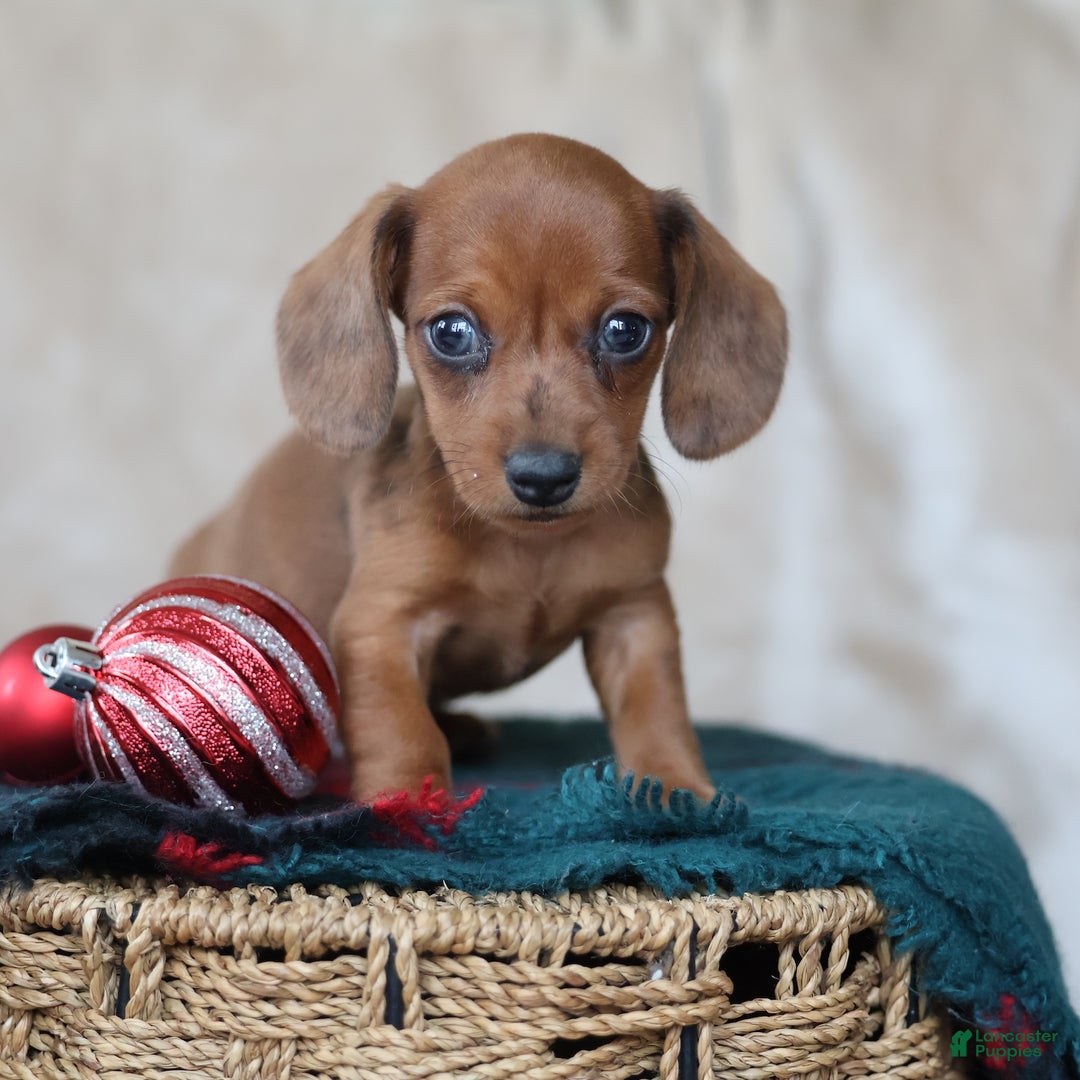 Miniature Dachshund dogs for sale: Sterling - Ad 6