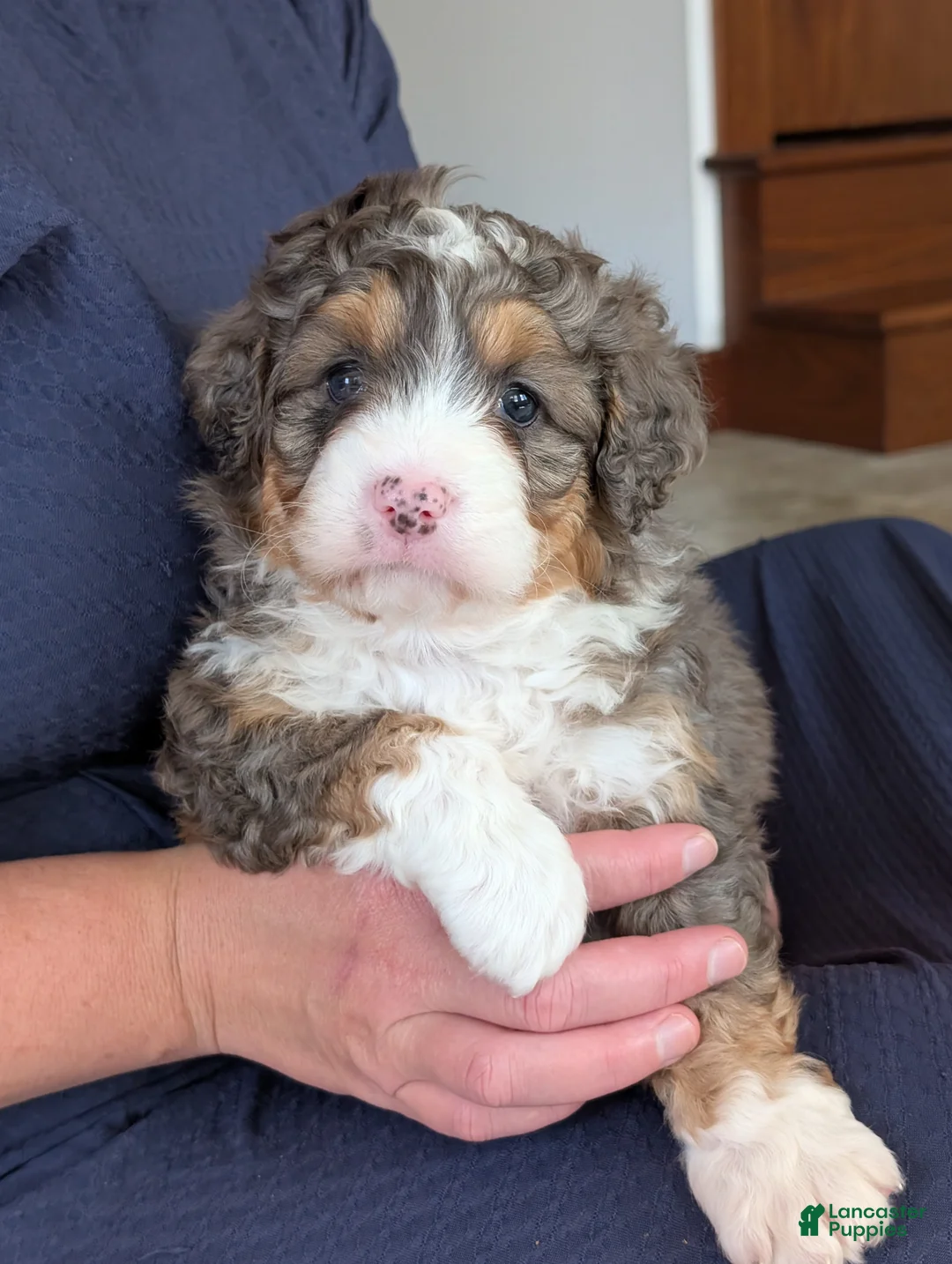 Mini Bernedoodle dogs for sale: Mini Daisy  - Ad 1