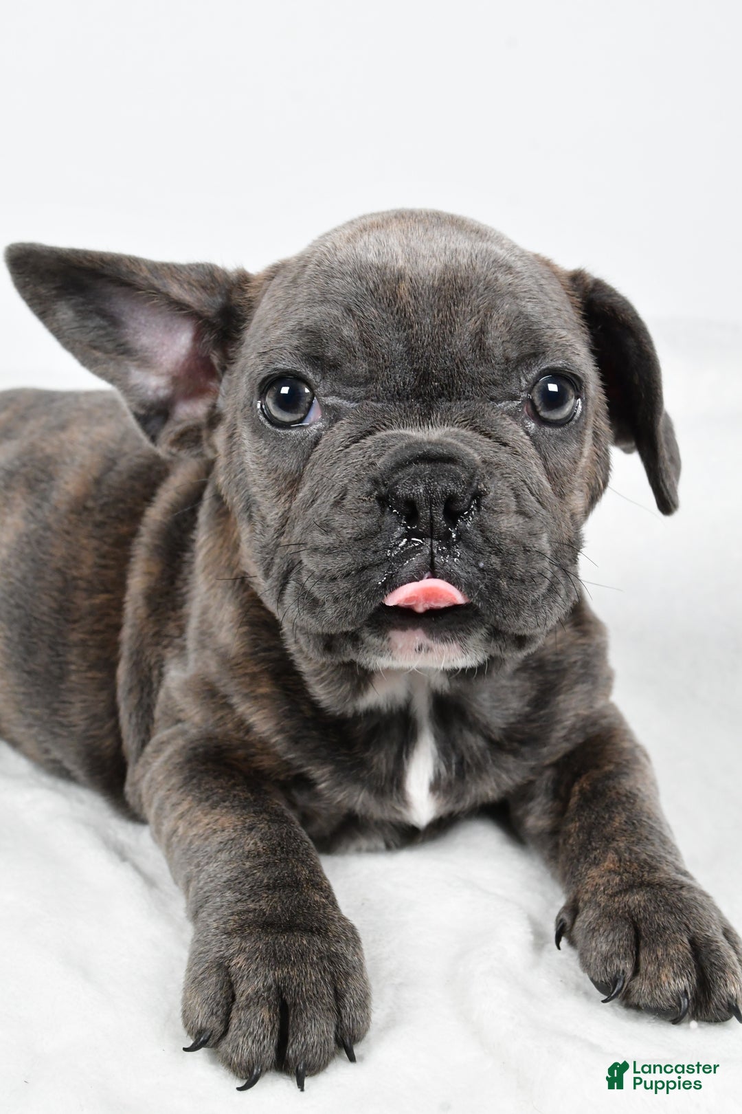 Mixed Breed dogs for sale: Raven - Ad 7