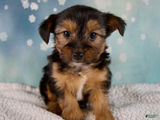 Morkie dogs Barbie - Ad 6