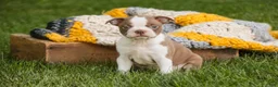 Boston Terrier dogs for sale: Beau Boston Terrier  - Ad 4
