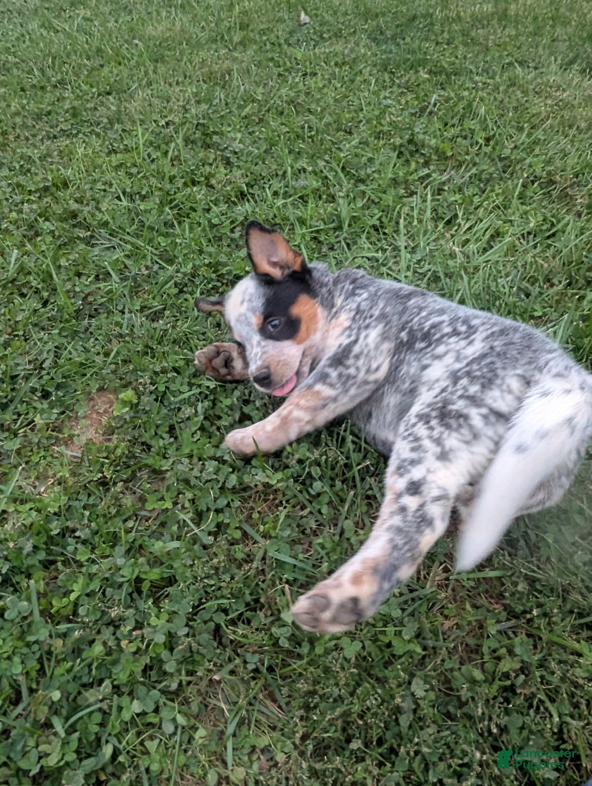 Australian Cattle Dog dogs  AKC Australian Cattle Dog Miss Fudge    - Ad 2