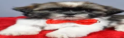Shih Tzu dogs for sale: Lee - Ad 4