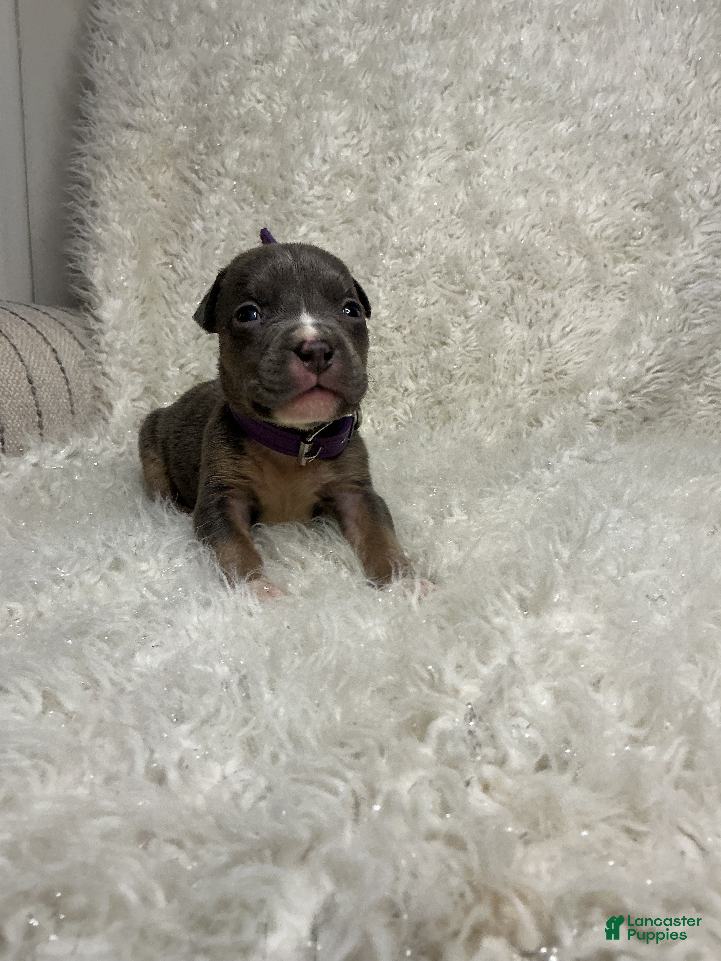 American Bully dogs Mystique  - Ad 41