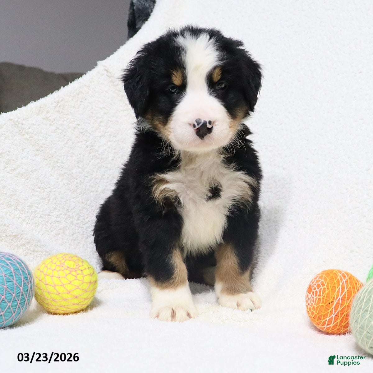 Bernese Mountain Dog dogs Maverick - Ad 1